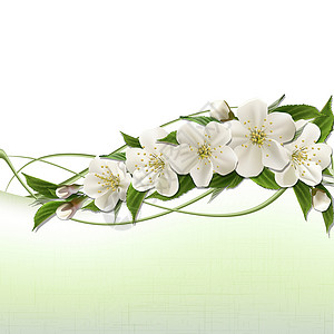 日本白川乡带白樱花的春春背景花园生长天空植物植物群果园宏观园艺生活花瓣设计图片