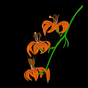 芽头黑色背景上孤立的矢量李花植物学插图生长植物花粉宏观花瓣叶子百合橙子设计图片