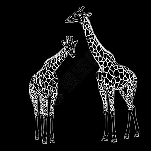 鹿嘴山庄两只长颈鹿 矢量插图脖子耳朵绘画公园荒野眼睛大草原野生动物哺乳动物生态设计图片