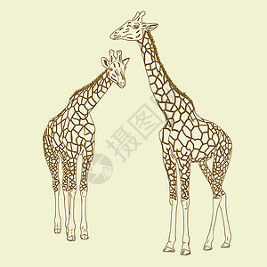 两只长颈鹿 矢量插图公园鼻孔荒野眼睛斑点耳朵绘画大草原食草生态设计图片