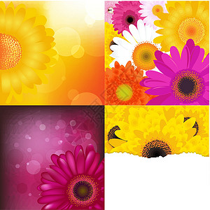 不同颜色菊花背景集设计图片