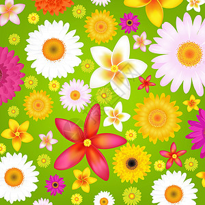 如夏花般绚烂夏花花季节热带公园雏菊场地洋甘菊边界植物野花设计图片