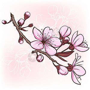 华丽绽放毛笔字樱花花卡片叶子植物群樱花花园艺术插图季节植物公园设计图片