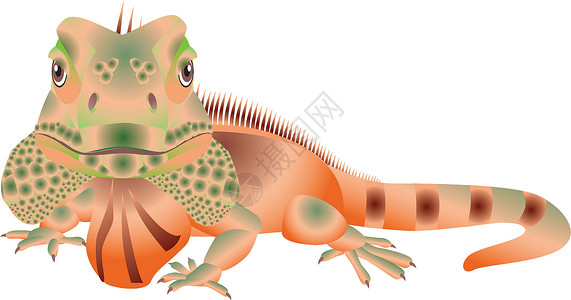 断尾壁虎依瓜纳野生动物角色荒野动物插图壁虎卡通片绿色皮肤爬虫设计图片