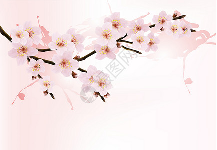 樱花绽放季节自然背景 有盛开的sakura分支设计图片