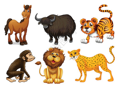 非洲水牛不同种类的四腿动物设计图片