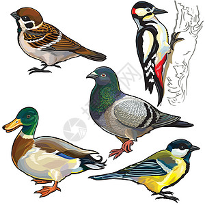 鸽鸟配有欧洲野鸟设计图片