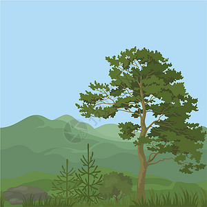 持家有道毛笔字无缝 有树木的山地景观生长衬套蓝色天空木头枞树叶子公园云杉植物群设计图片