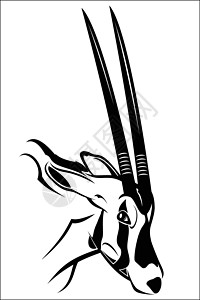 哈里Gemsbok 羚羊野生动物瞪羚插图荒野哺乳动物草图动物食草生态牛角设计图片