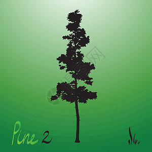 普达措森林公园太平洋西北松树长成的青绿树环绕光影沿海夹子树干艺术枝条森林公园云杉生长插图设计图片