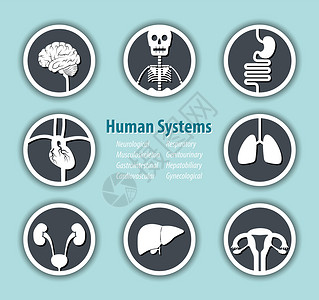 人类系统图标 神经 肌肉骨骼 胃肠道 心血管 呼吸 泌尿生殖 肝胆 妇科设计图片