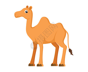 驼峰白色背景上可爱的骆驼卡通的矢量图解设计图片