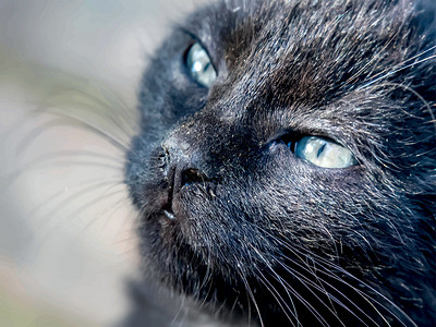 大眼睛的猫我们天性中可爱的朋友是猫猫眼睛猫科动物头发宠物睡眠哺乳动物绘画小猫卡通片虎斑设计图片