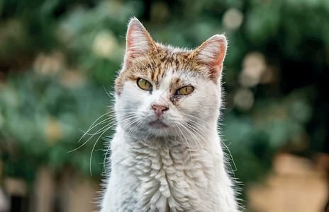 白色虎我们天性中可爱的朋友是猫猫友谊猫科动物睡眠卡通片哺乳动物小猫虎斑宠物猫咪绘画设计图片