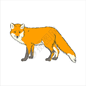 狐狸 矢量图像 在白色背景上隔离的侧视图图片 全长野生红狐狸矢量图案野生动物荒野动物学动物园木头动物群捕食者动物哺乳动物环境设计图片