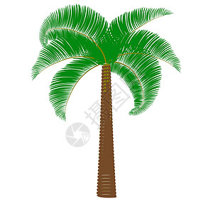 绿提子干白色背景上的绿棕榈 矢量插图设计图片