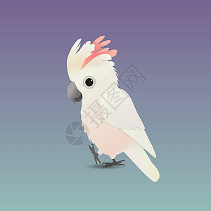 白眉姬鹟鸟类一幅可爱的鲑鱼烤鸡尾鹦鹉插图设计图片