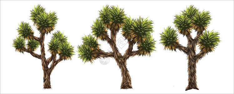 莫哈韦沙漠约书亚树根茎环境棕榈植物风景叶子树叶公园插图干旱设计图片