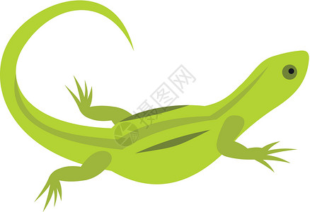 比尾巴扁平风格的蜥蜴图标野生动物尾巴捕食者游泳生物眼睛环境动物学动物沼泽设计图片