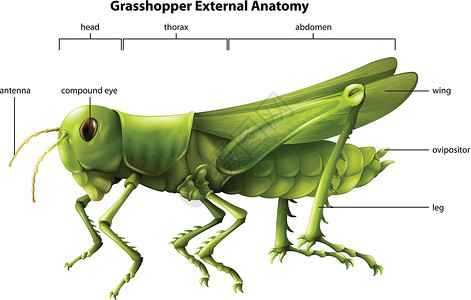 福州马尾蚱蜢的外部解剖结构设计图片