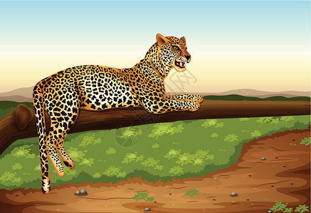 花结豹型哺乳热带雨林绘画荒野食肉物种快跑者除害虫动物贸易设计图片