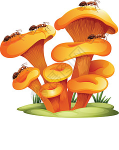 植物乳杆菌真菌与蚂蚁设计图片