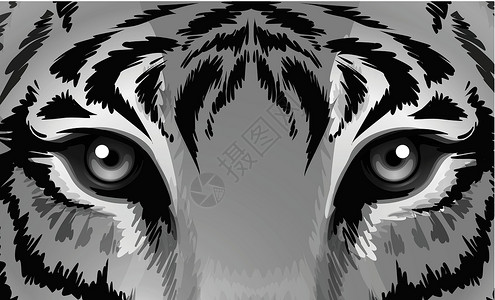 一只眼尖的老虎高清图片