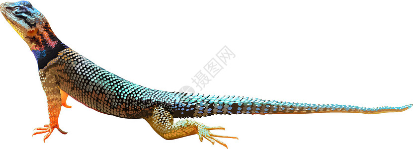 西堠门大桥蜥蜴羊膜两栖爬行动物动物动物学灭绝爬虫蜥脚类翼龙白色设计图片