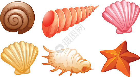 扇贝海星一套贝壳白色绘画海滩海洋海星水形圆形螺旋蛤蜊星星设计图片