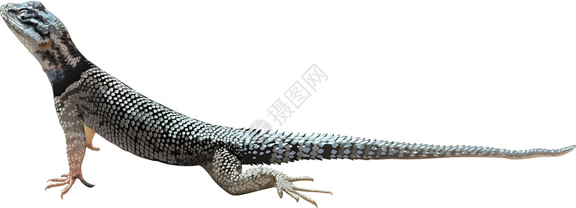 西堠门大桥蜥蜴冷血动物学两栖爬行动物羊膜动物灭绝爬行动物样蜥脚类白色设计图片