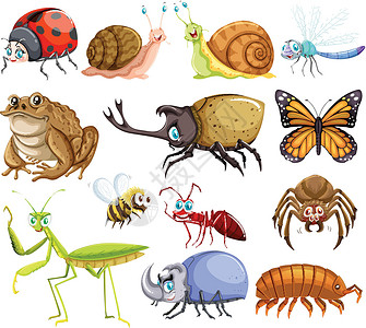 热带甲虫不同种类的错误设计图片