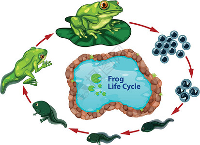 捉蝌蚪青蛙的生命周期荒野婴儿箭头生长学习野生动物艺术夹子动物生活设计图片