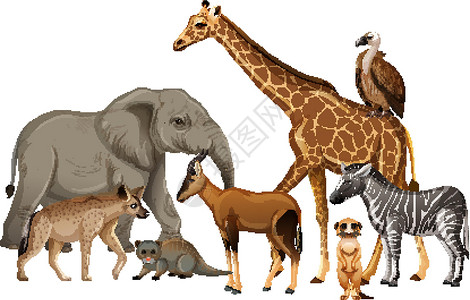 斑马元素白色背景上的一群非洲野生动物哺乳动物收藏环境鬣狗猎人食肉动物园森林丛林生物设计图片