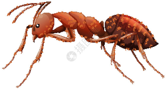 热锅上蚂蚁白色背景上卡通风格的红蚂蚁特写动物园环境哺乳动物动物群插图卡通片昆虫动物漏洞红色设计图片