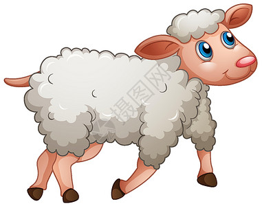 羔羊排白色背景上的一只可爱的绵羊设计图片