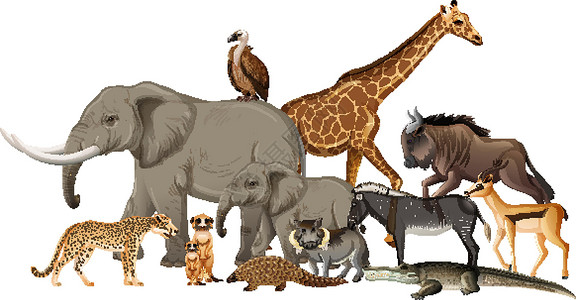 动物长颈鹿元素白色背景上的一群非洲野生动物动物园生活食肉动物群环境森林荒野团体收藏鳄鱼设计图片