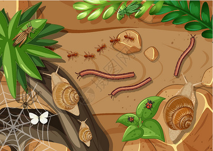 花园中不同类型昆虫的俯视图森林蚂蚁航班环境岩石野生动物插图风景动物群哺乳动物背景图片