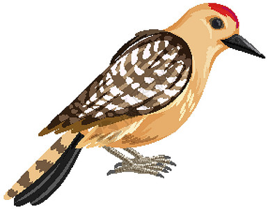 站在花枝上的鸟在白色背景上孤立的卡通风格的吉拉啄木鸟设计图片