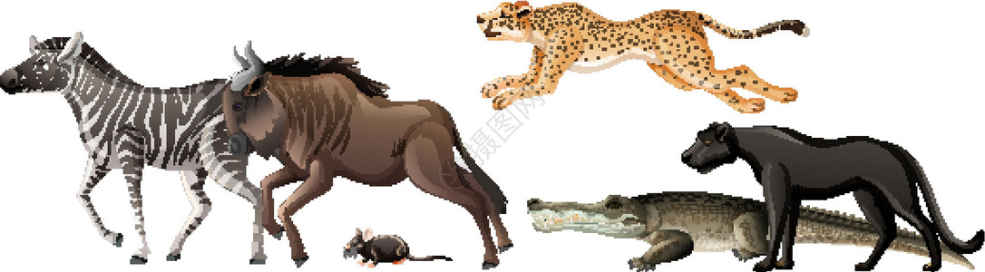 斑马元素白色背景上的一群非洲野生动物环境生活丛林斑马捕食者团体生物食肉猎人动物设计图片