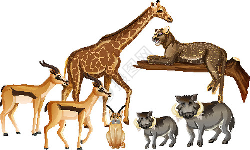 动物长颈鹿元素白色背景上的一群非洲野生动物森林动物群收藏环境大草原丛林插图哺乳动物生物动物设计图片