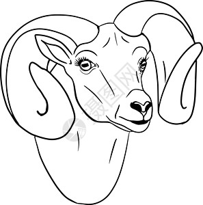 牛线羊 手绘牛动物放牧矢量图 农场宠物 和设计的插图 农场动物素描写实风格的剪贴画卡片雕刻墙纸食物哺乳动物横幅内存标签草图海报设计图片