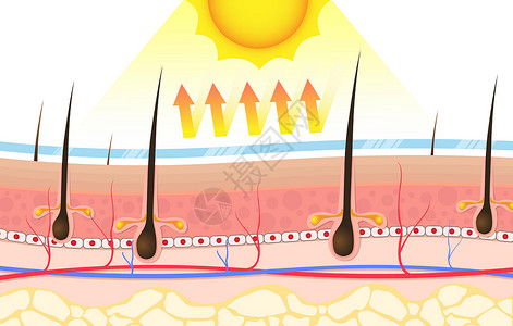 广告对生源的影响防晒霜乳液肌理护理广告反射背景解剖学润肤包装洗剂设计图片