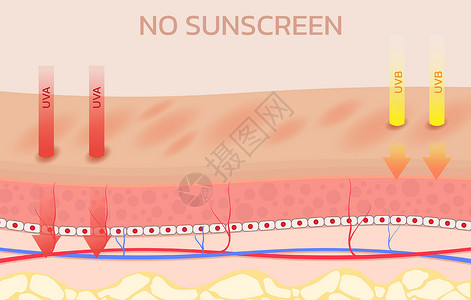 广告对生源的影响防晒霜剪贴簿安全紫色屏幕洗剂解剖学静脉乳液包装护理设计图片