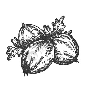 阿法玛手画的矢量 水果矢量插图 阿尔马·贝里在古老风格中 设计菜单 农场市场海报设计图片