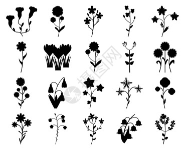 峨眉雪芽白色背景上孤立的一组野花轮廓 花朵矢量插图设计图片