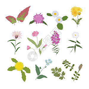 药学野生鲜花和香味花花植物病媒收集设计图片