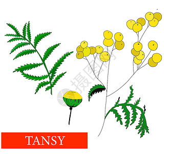 豆类花 药用植物 玉米 野花 白花 矢量说明设计图片