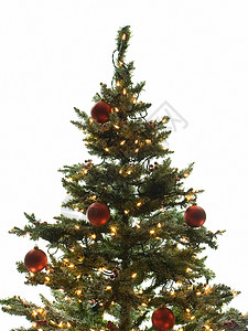 圣诞树 季节性的 装饰的 圣诞节 松树 冷杉背景图片