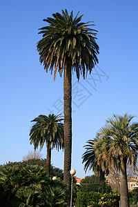 椰枣树 热带 假期 棕榈 天空 绿色的背景图片