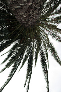 椰枣树 叶子 微风 另一种观点 植物 自然 棕榈树 绿色的背景图片